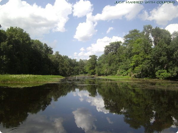 Wild bill's airboat tours coupons