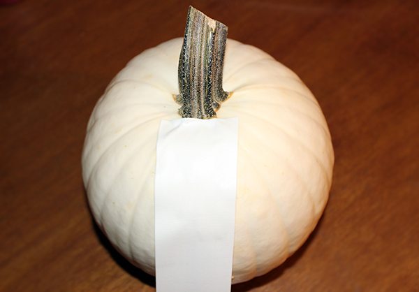 ducktapepumpkin