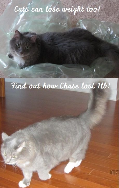 Cats Weight Loss In Summer