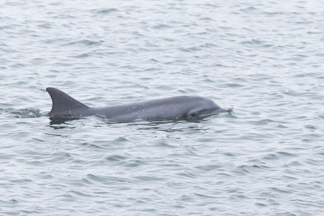 Dophin St. Augustine