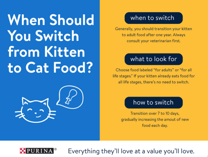 When to feel kittens adult food