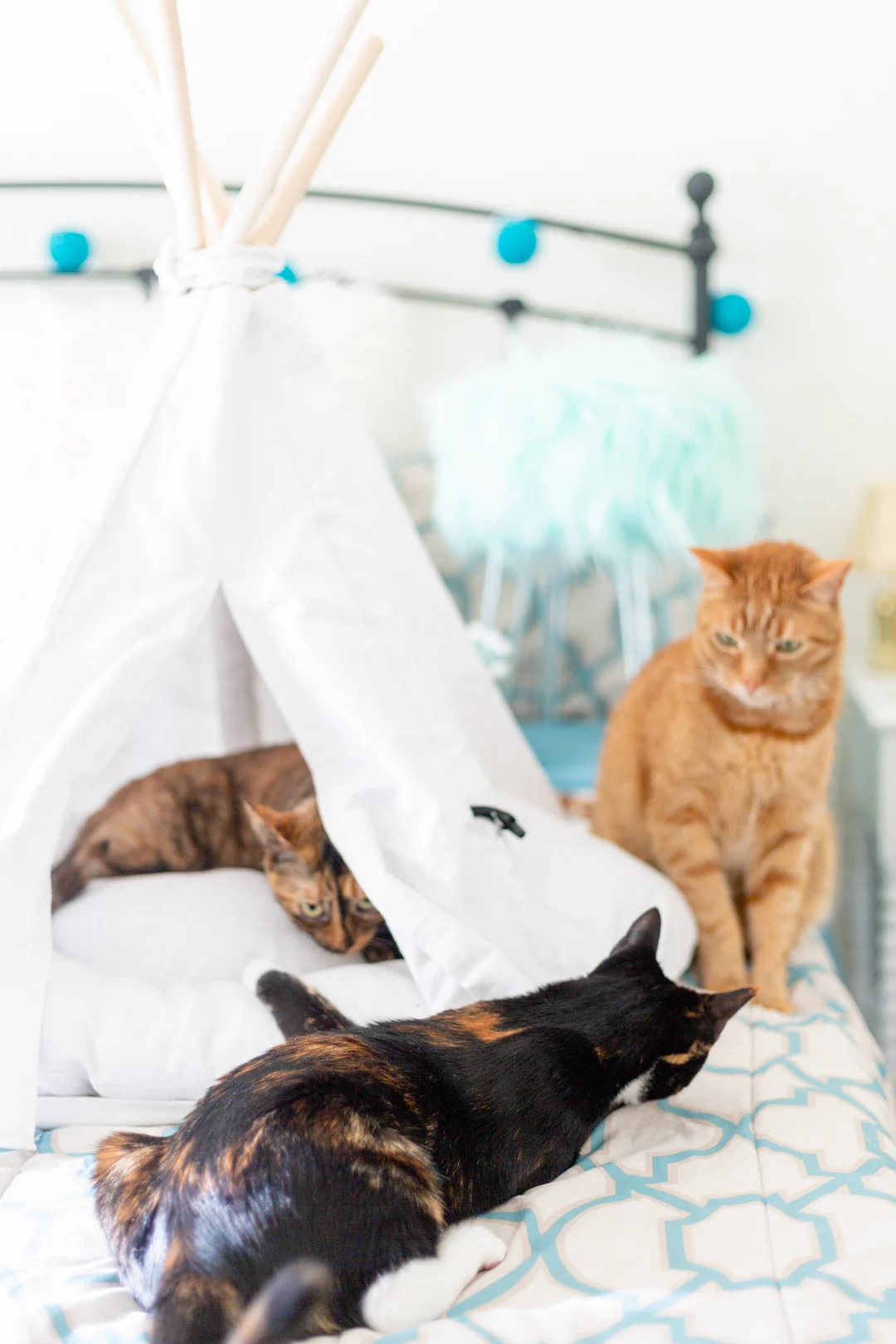 See how I learned to bond with my new adopted kitties.
