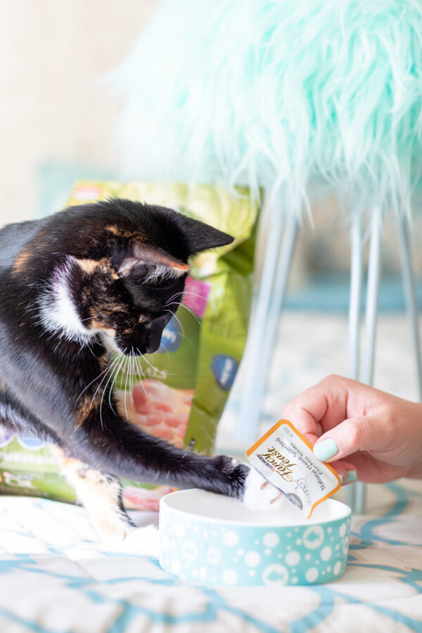 Here’s How To Bond with Your New Fur Babies