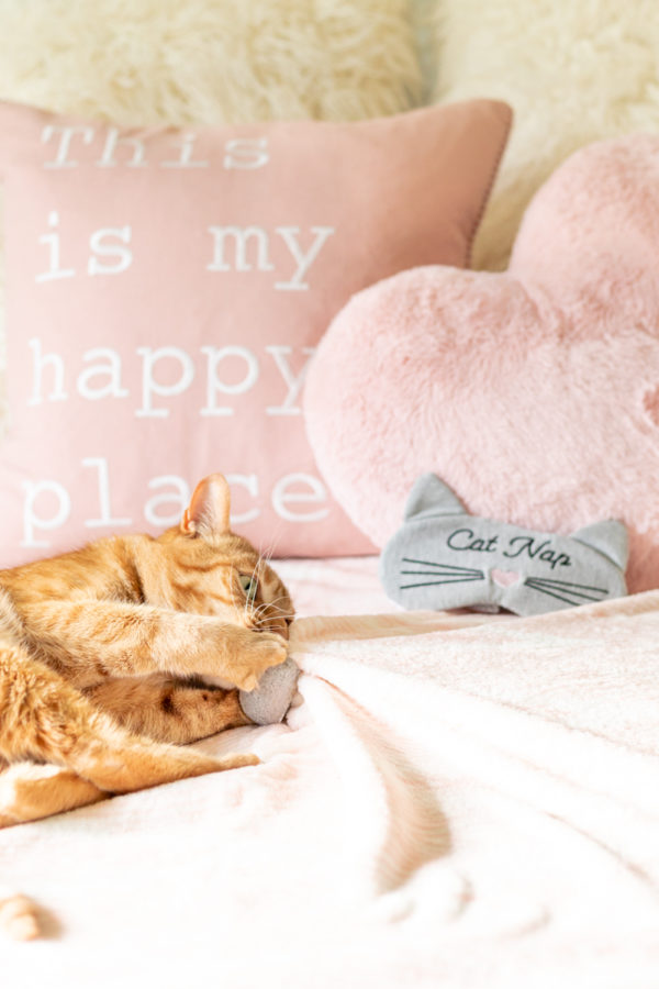 Join Us for the Purina One 28 Day Challenge