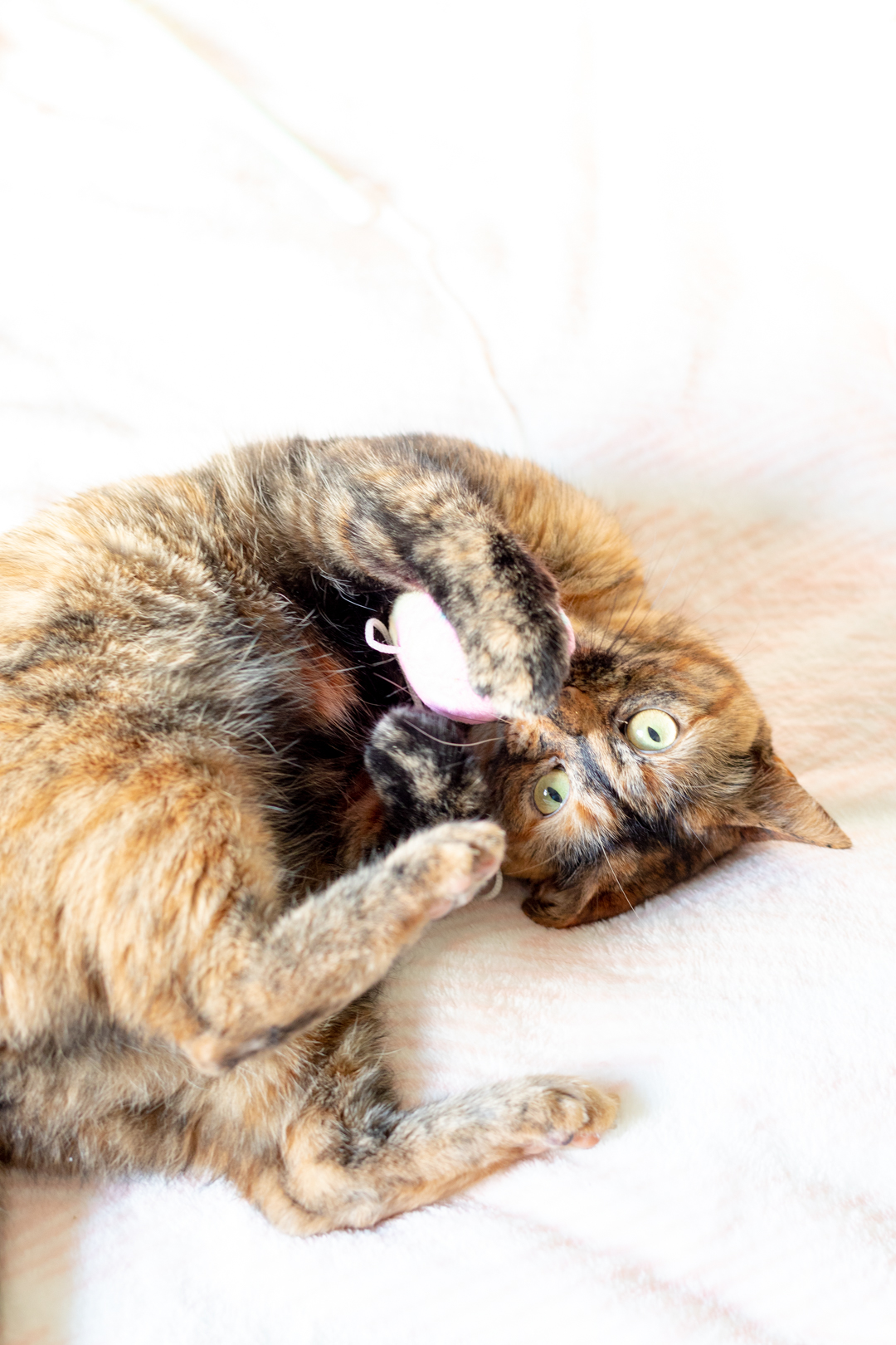 cat playing with toy