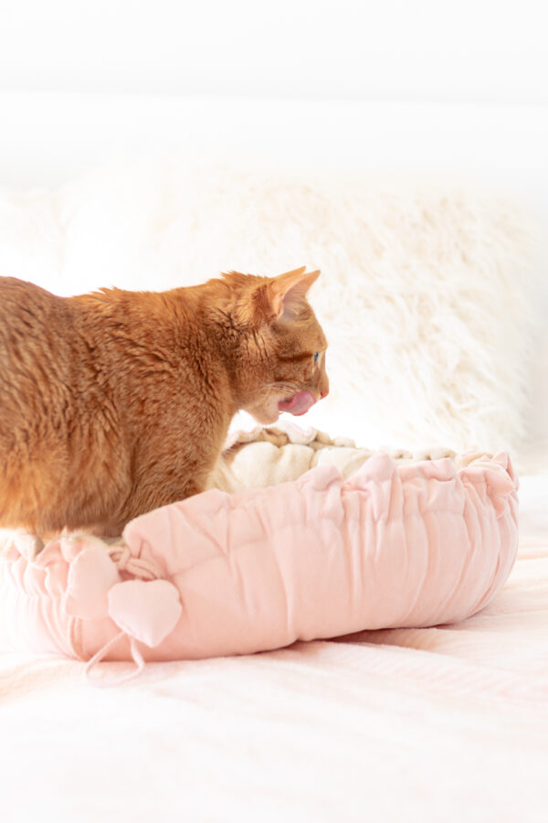 5 Ways To Show Cats Love