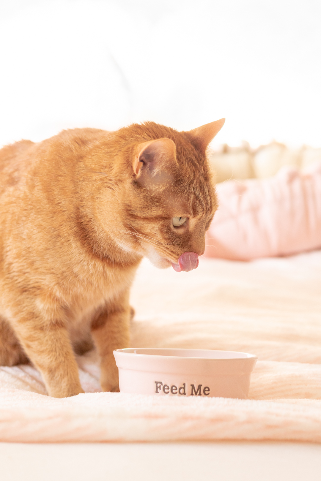 Orange striped cat eating