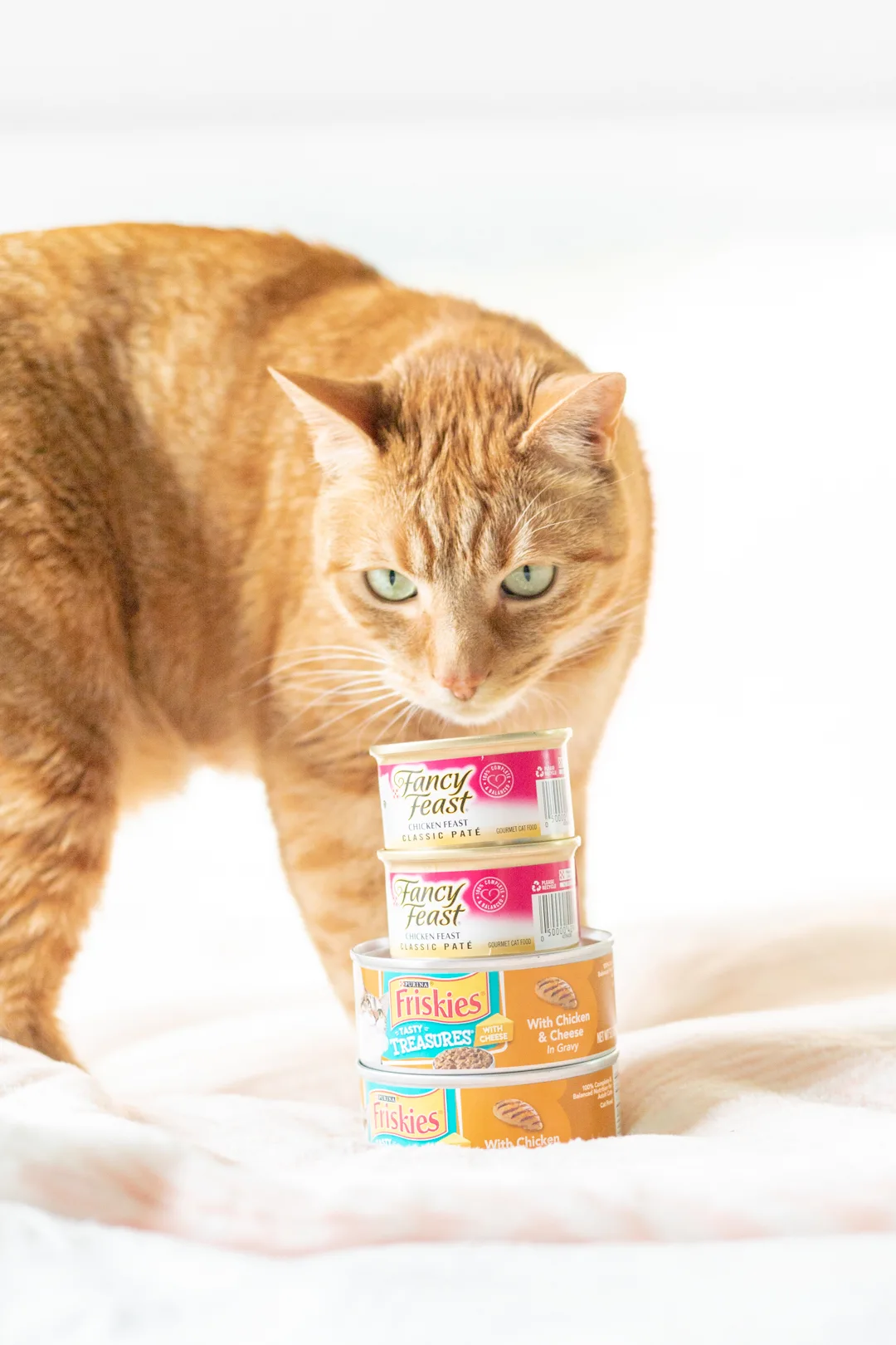 cat inspecting cat food