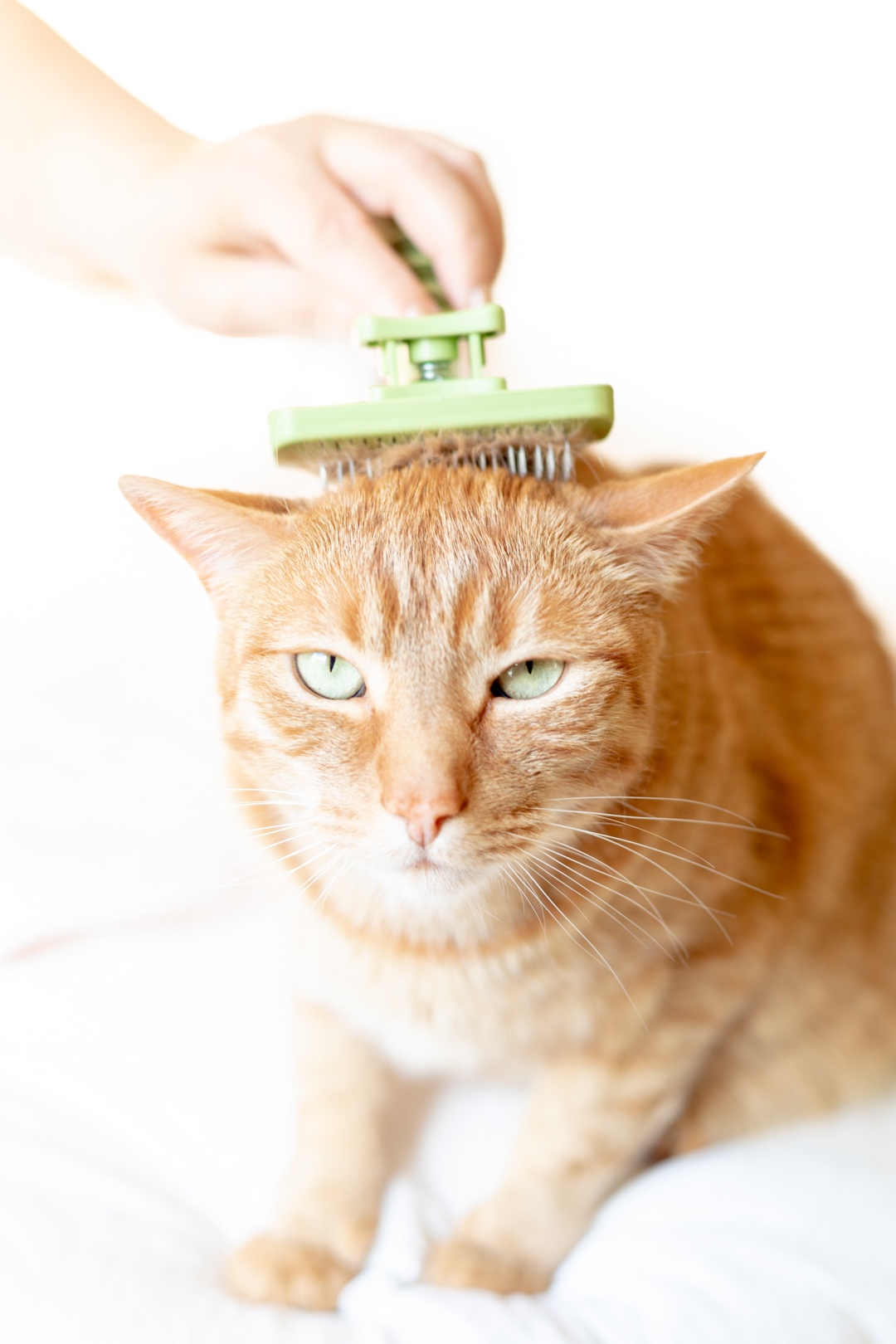 grumpy cat getting brushed