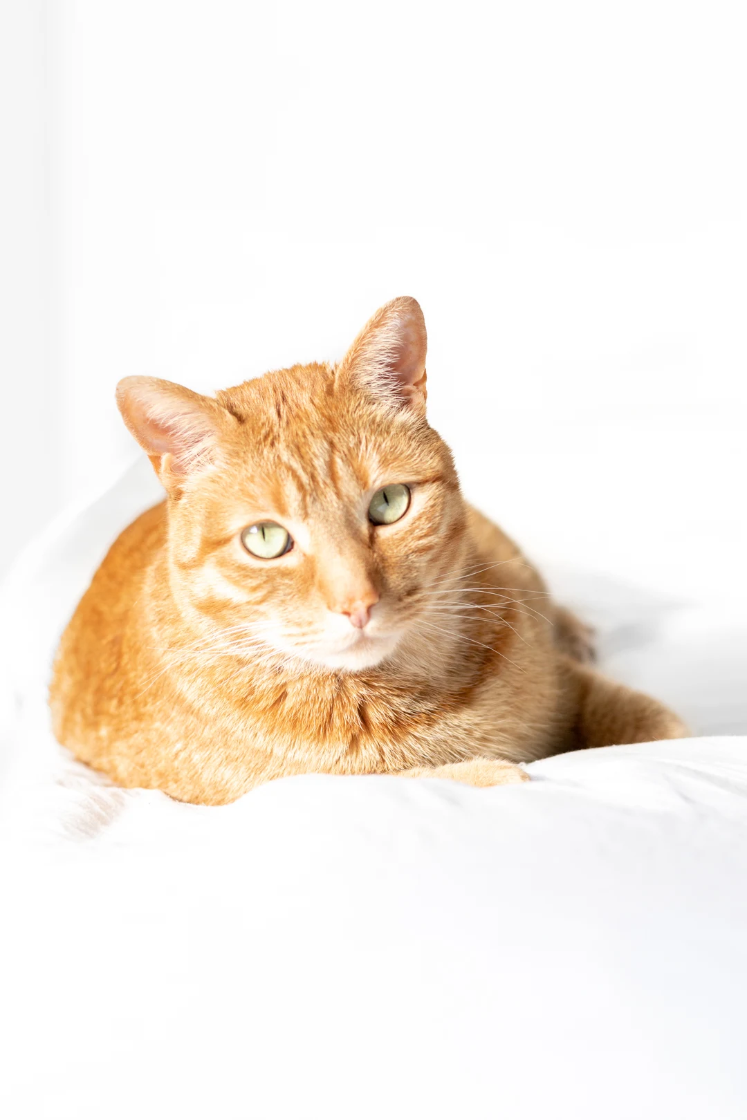 orange ginger cat