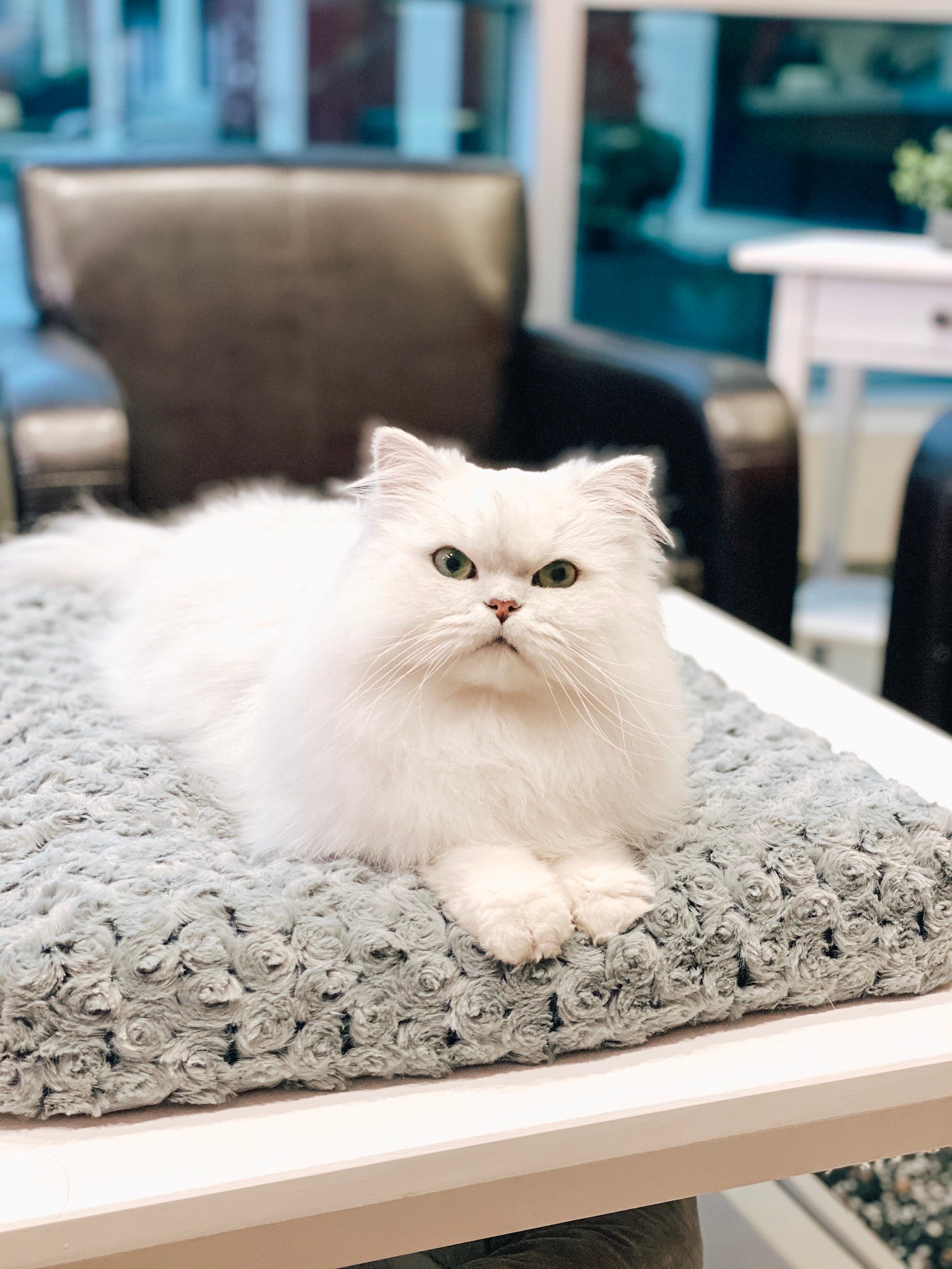 fancy feast persian cat