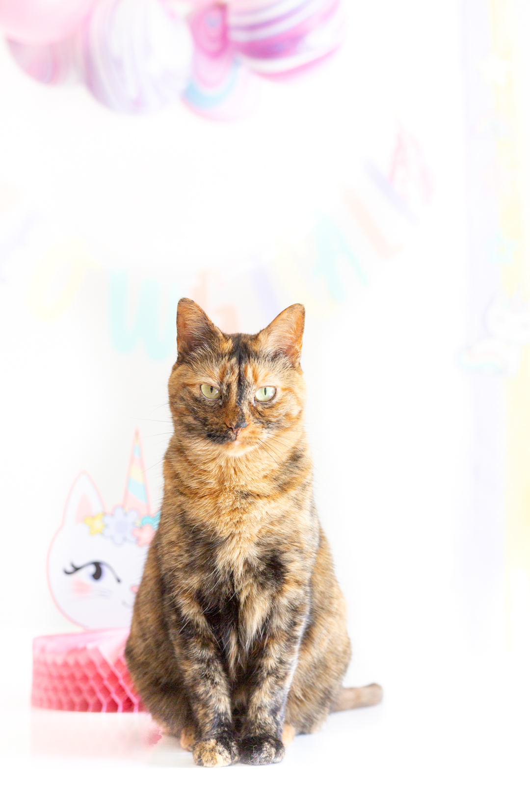 real cat on a caticorn party table