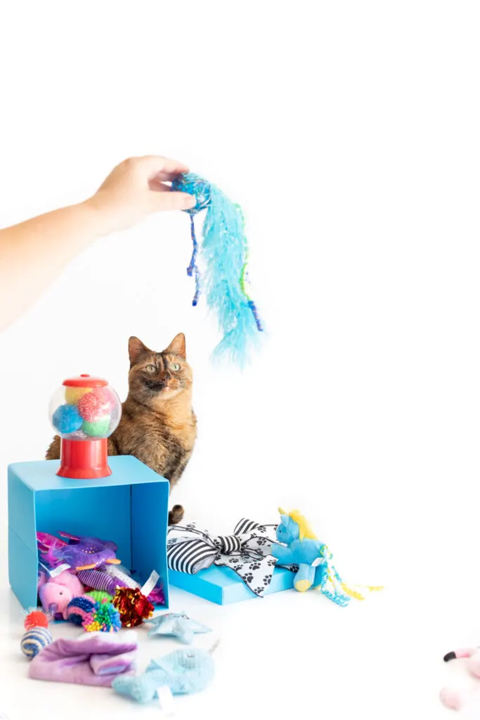 cat looking up at a cat toy being held by a woman's hand