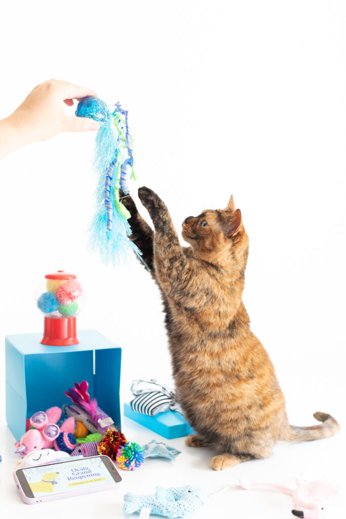 cat standing on back legs to grab a cat toy