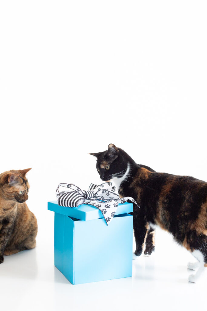 cats checking out a gift box