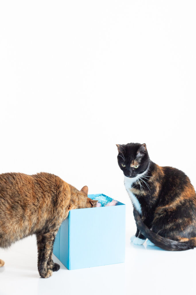 cat with it's head inside a gift box