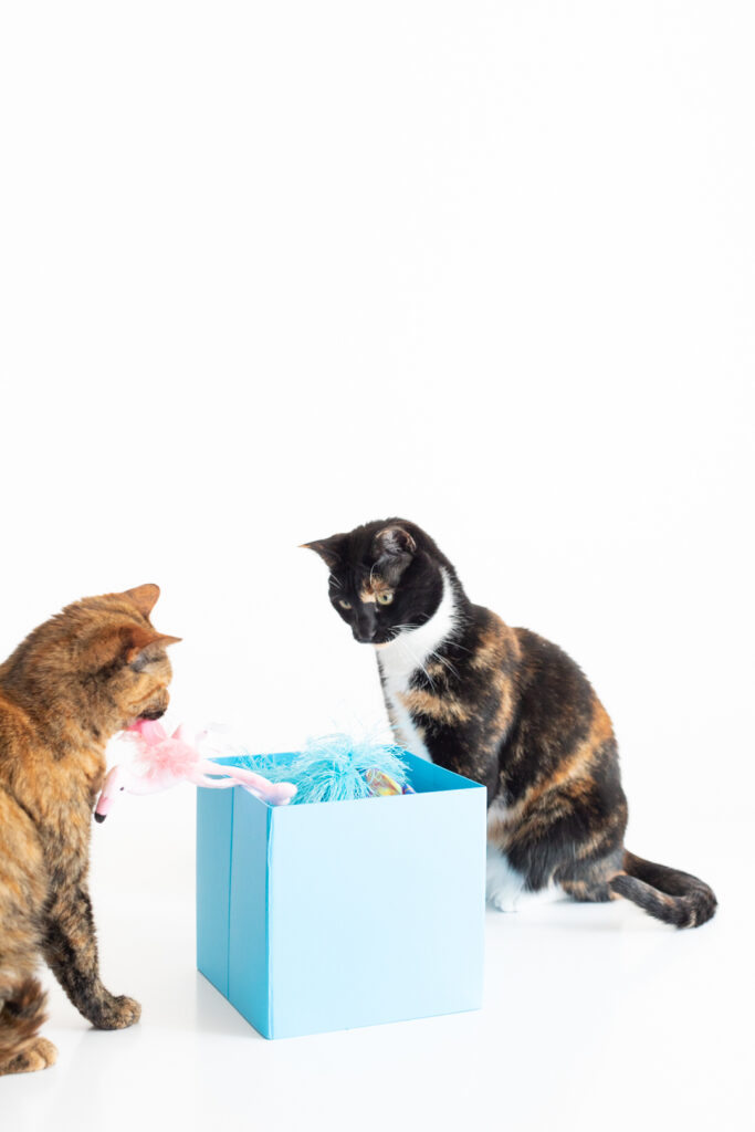 cat grabbing a cat toy out of a gift box with its mouth
