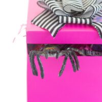rubber spider peaking out of a pretty pink halloween gift box with a black and white striped ribbon on top