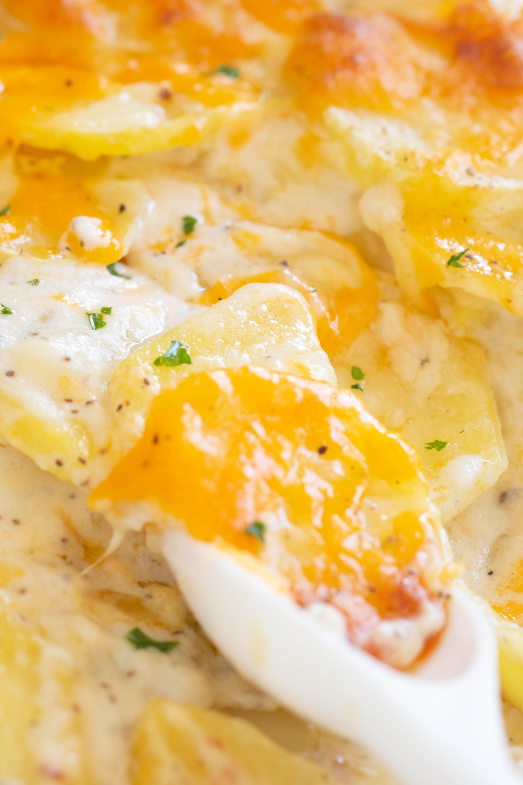 spooning cheesy scalloped potatoes from a dish. creamy and topped with green parsley